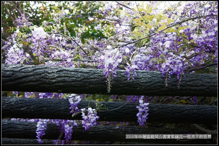 2018年3龍岡公園賞紫藤花 (10).jpg