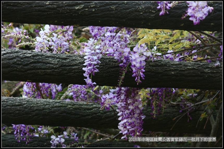 2018年3龍岡公園賞紫藤花 (11).jpg