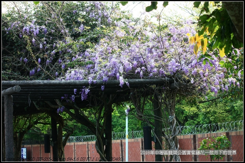 2018年3龍岡公園賞紫藤花 (22).jpg