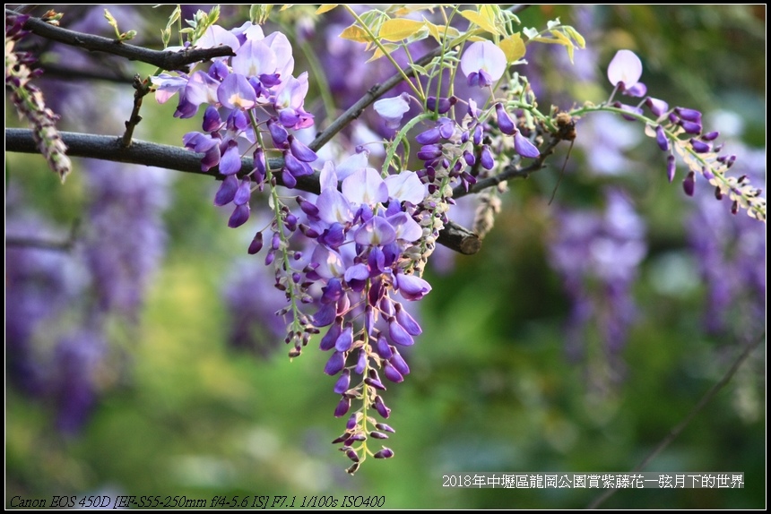 2018年3龍岡公園賞紫藤花 (25).jpg