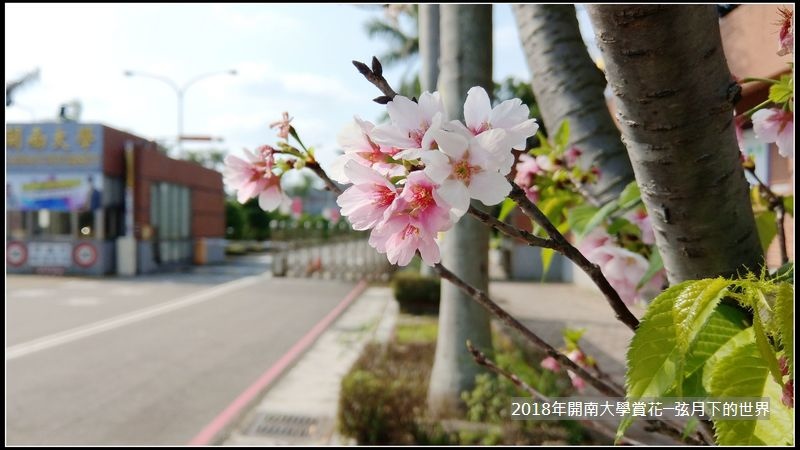 2018年4月9日開南大學賞花 (1).jpg