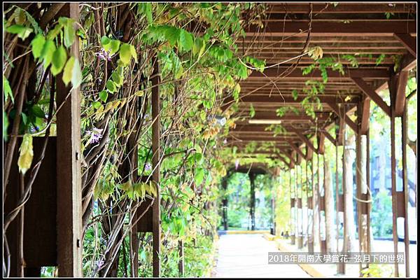 2018年4月9日開南大學賞花  (13).jpg