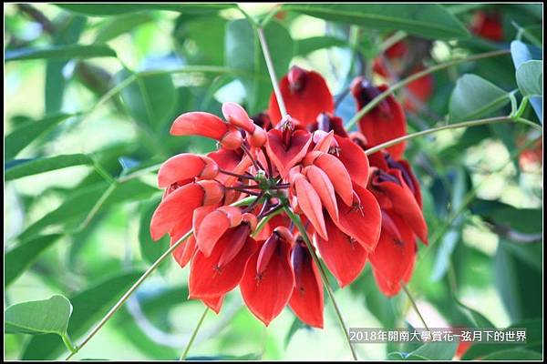 2018年4月9日開南大學賞花  (32).jpg