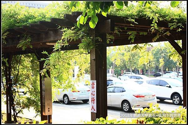 2018年4月9日開南大學賞花  (39).jpg