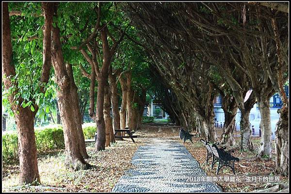 2018年4月9日開南大學賞花  (37).jpg