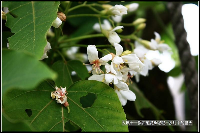 大溪十一指古道賞桐初訪 (6).jpg