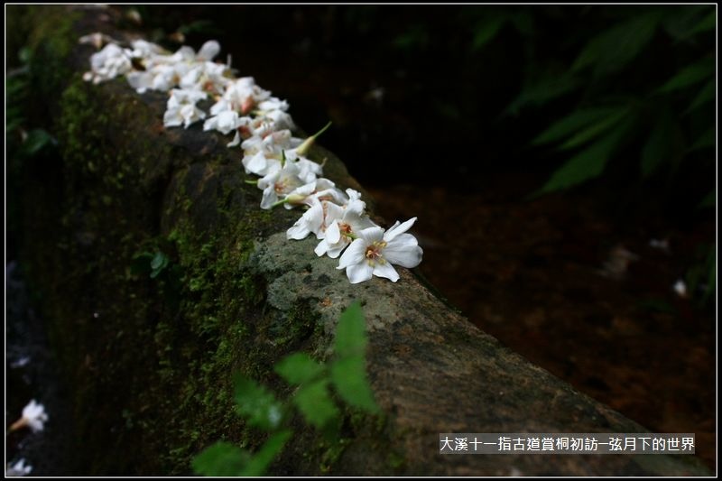 大溪十一指古道賞桐初訪 (24).jpg