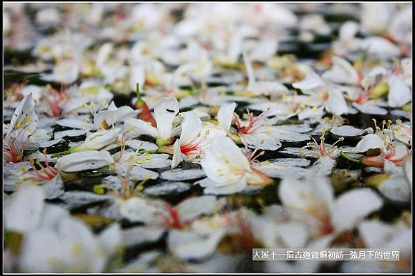 大溪十一指古道賞桐初訪 (12).jpg