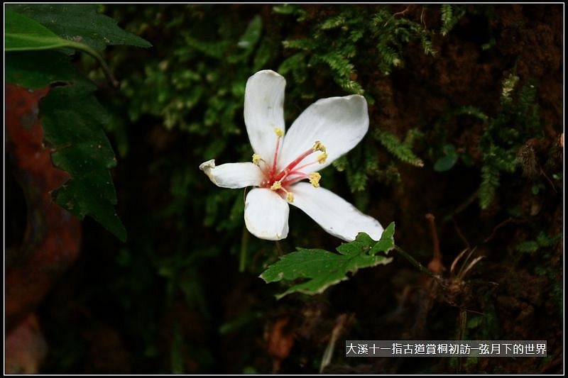 大溪十一指古道賞桐初訪 (19).jpg