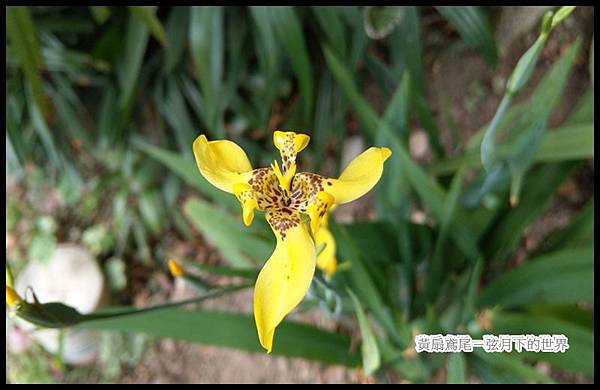 黃扇鳶尾 (7).jpg