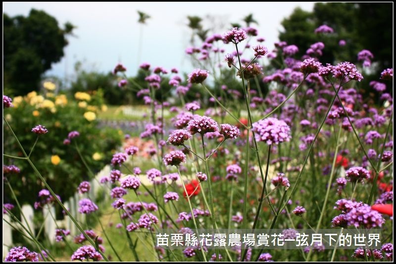 2018年花露農場初訪2 (27).jpg