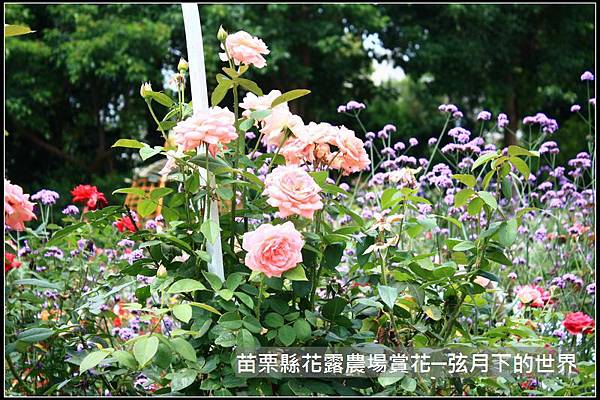 2018年花露農場初訪3 (14).jpg