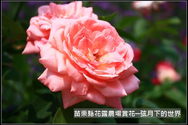 2018年花露農場初訪3 (15).jpg