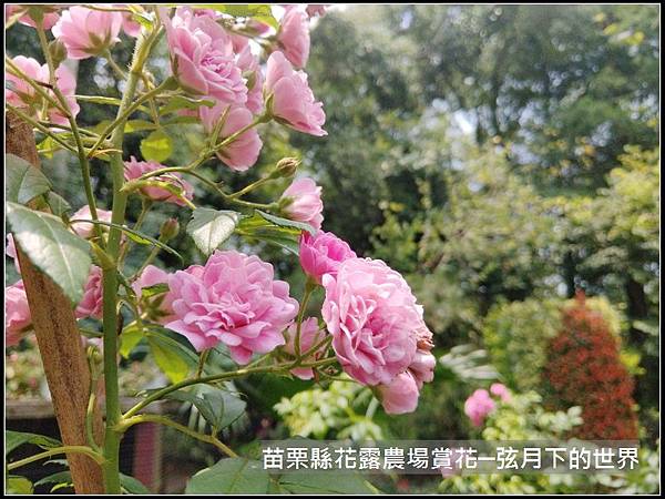 2018年花露農場初訪3 (26).jpg