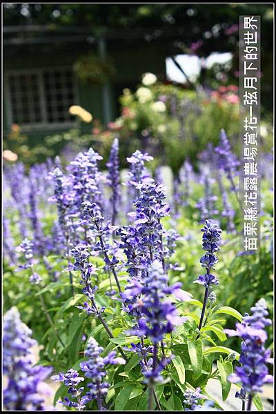 2018年花露農場初訪3 (23).jpg