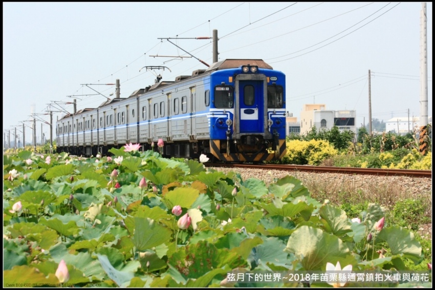 2018年通霄追火車與荷花 (2).jpg