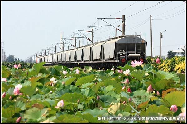 2018年通霄追火車與荷花 (4).jpg