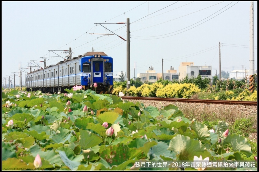 2018年通霄追火車與荷花 (1).jpg