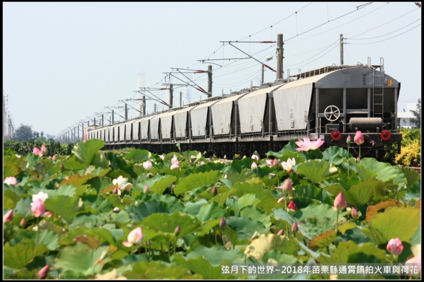 2018年通霄追火車與荷花 (3).jpg