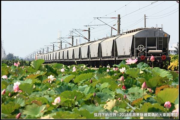 2018年通霄追火車與荷花 (3).jpg