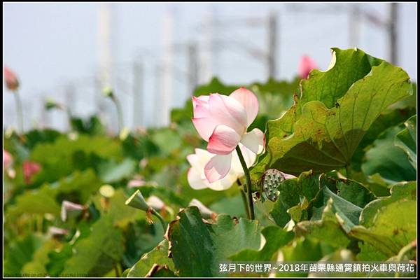 2018年通霄追火車與荷花 (6).jpg