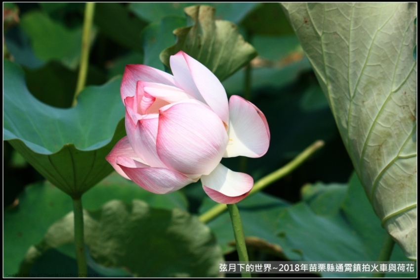 2018年通霄追火車與荷花 (8).jpg