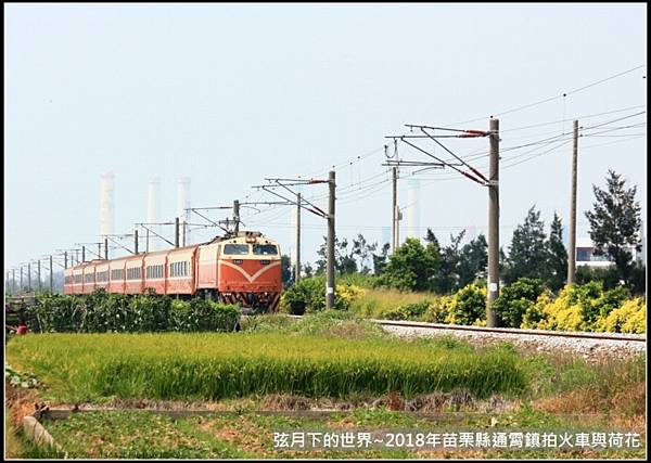 2018年通霄追火車與荷花 (7).jpg