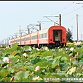 2018年通霄追火車與荷花 (17).jpg