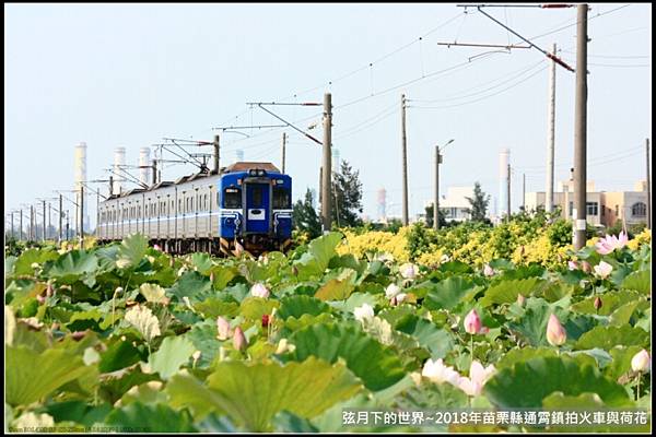 2018年通霄追火車與荷花 (23).jpg