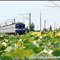 2018年通霄追火車與荷花 (23).jpg