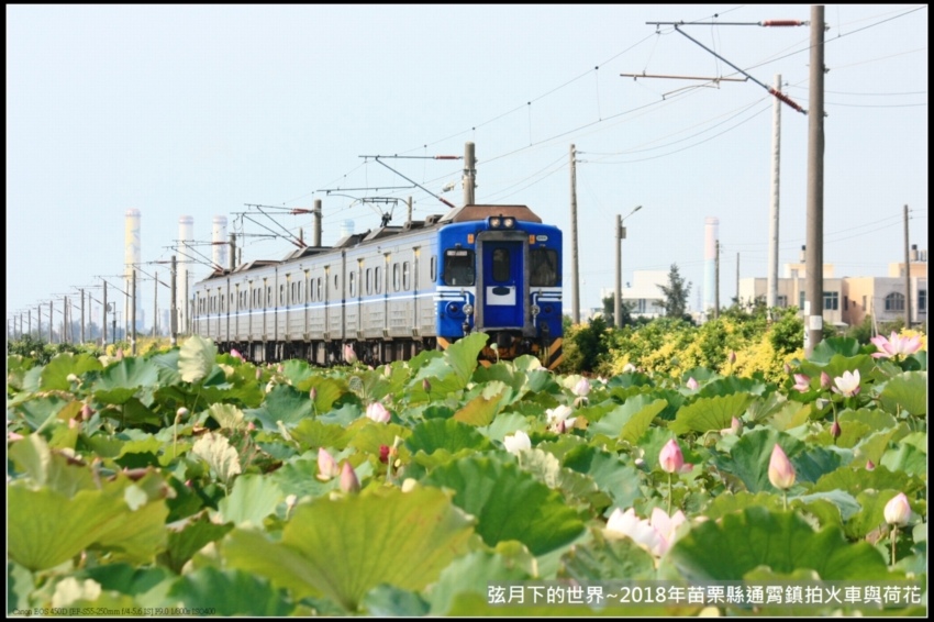 2018年通霄追火車與荷花 (20).jpg