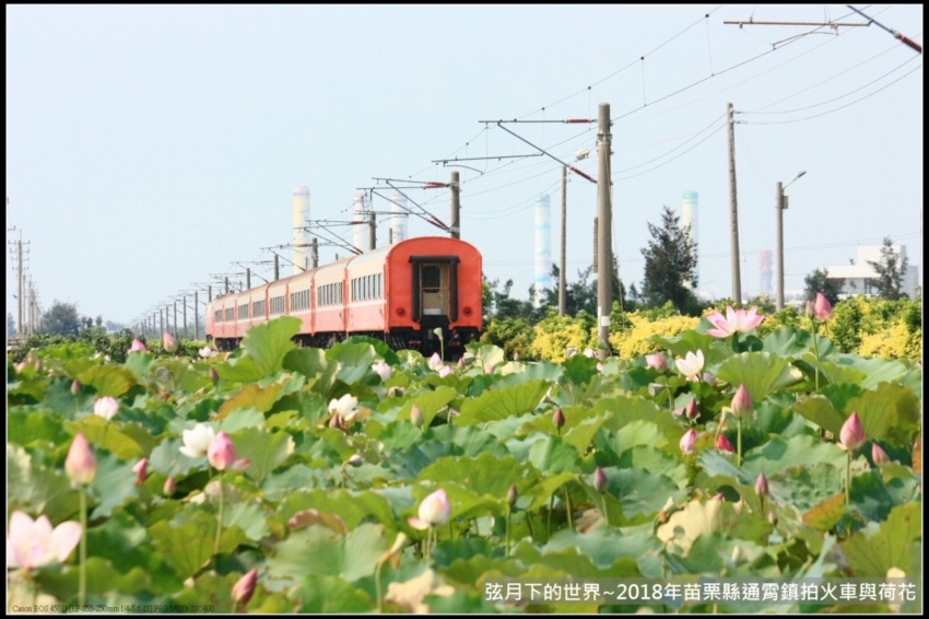 2018年通霄追火車與荷花 (18).jpg