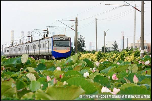 2018年通霄追火車與荷花 (25).jpg