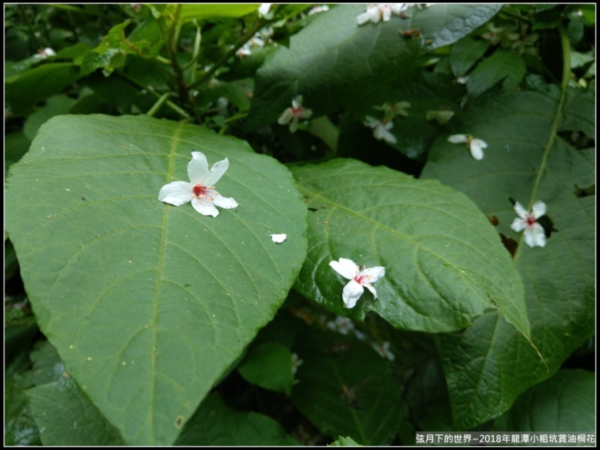 2018年龍潭小粗坑賞油桐花 (5).jpg