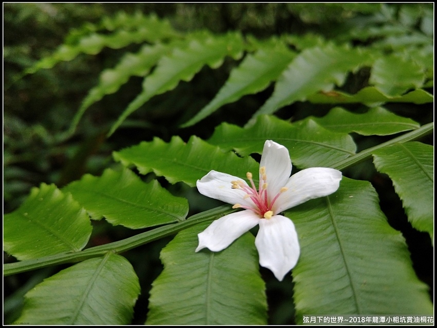 2018年龍潭小粗坑賞油桐花 (1).jpg