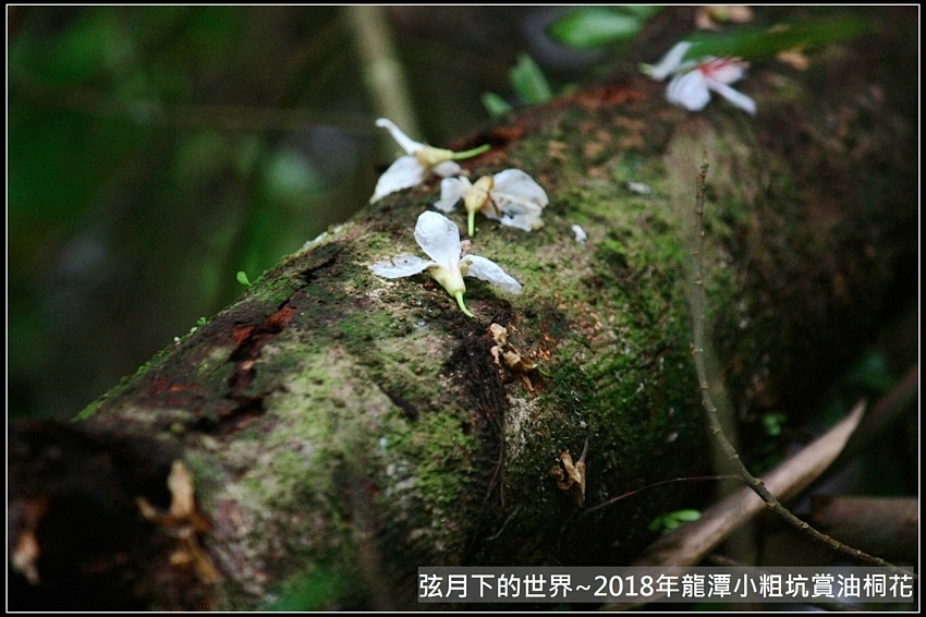 2018年龍潭小粗坑賞油桐花 (13).jpg