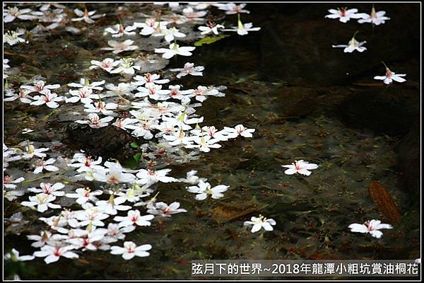 2018年龍潭小粗坑賞油桐花 (11).jpg