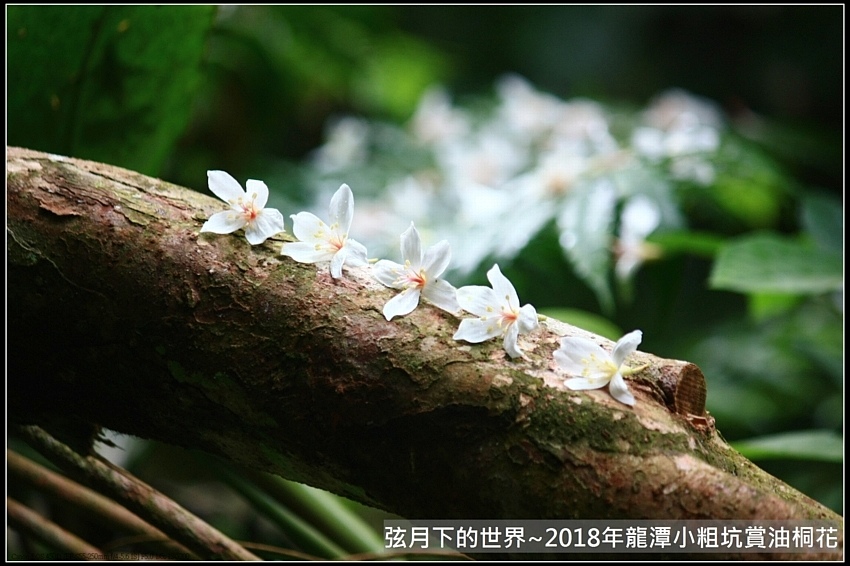 2018年龍潭小粗坑賞油桐花 (14).jpg