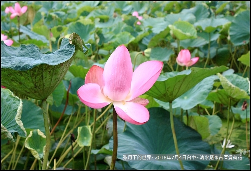 2018年7月4日-台中清水趙家古厝賞荷  (4).jpg