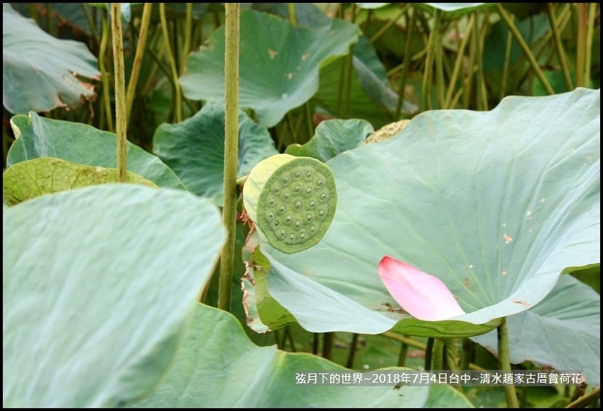 2018年7月4日-台中清水趙家古厝賞荷  (5).jpg