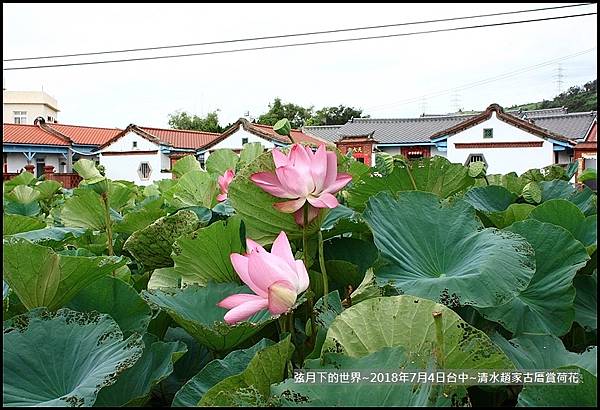 2018年7月4日-台中清水趙家古厝賞荷  (13).jpg