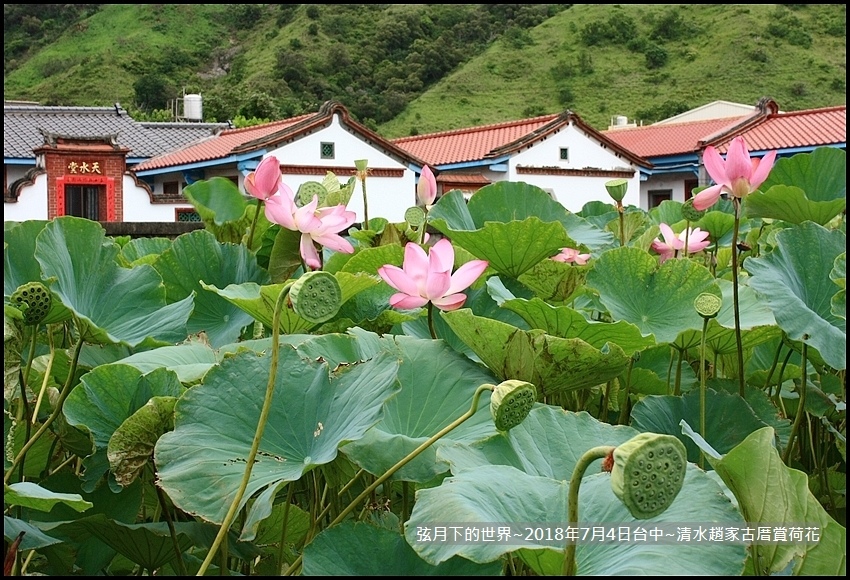 2018年7月4日-台中清水趙家古厝賞荷  (19).jpg