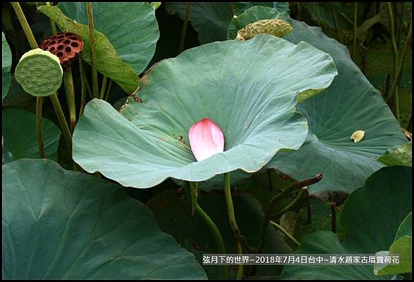 2018年7月4日-台中清水趙家古厝賞荷  (21).jpg