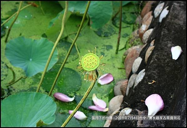 2018年7月4日-台中清水趙家古厝賞荷  (23).jpg