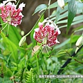 2018年8月22日坪林艷紅鹿子百合 (11).jpg