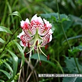 2018年8月22日坪林艷紅鹿子百合 (13).jpg