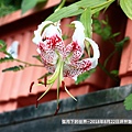 2018年8月22日坪林艷紅鹿子百合 (15).jpg