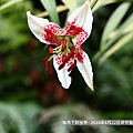 2018年8月22日坪林艷紅鹿子百合 (16).jpg