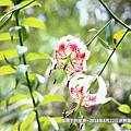 2018年8月22日坪林艷紅鹿子百合 (29).jpg
