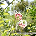 2018年8月22日坪林艷紅鹿子百合 (28).jpg